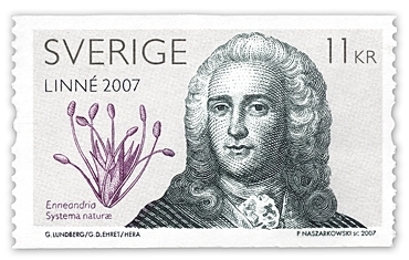 Carl von Linné (porträtt), och växt: Enneandria.