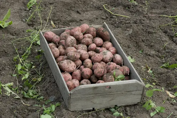 Kasse med nypoteter i potetåker