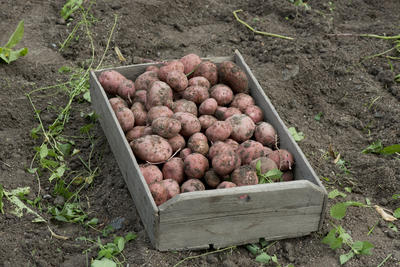 Kasse med nypoteter i potetåker