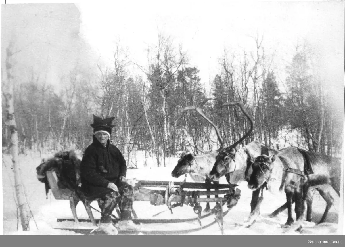 Leonard Kærna, Pasvikdalen 1939.
Ekte tundraslede trukket av et reinspann på tre dyr.
