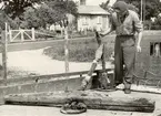 Ankaret upphittat vid Stensö fiskehamn vid uppmuddringen 1962.