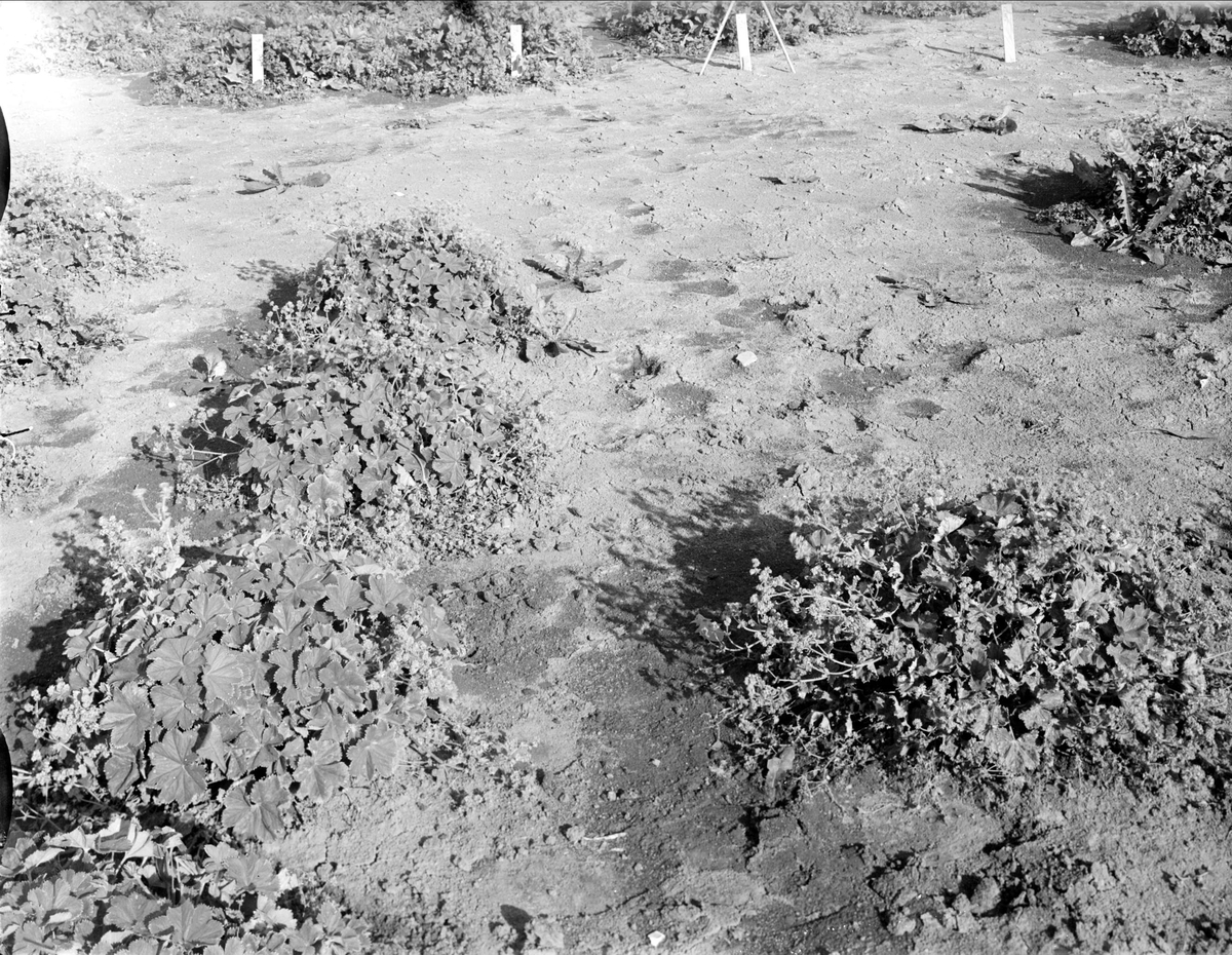 Växtsystematisk-genetiska trädgården, Ultuna 1942