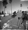 Hästen drar släde över en snötäckt backe. Värnplikt vid Norrlands dragonregemente K4, Umeå, 1955-1956.