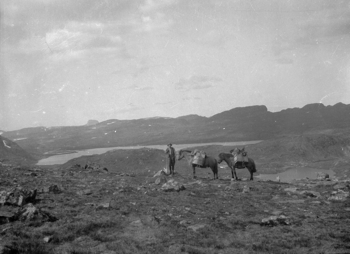 Mann med kløvhestar på Hardangervidda