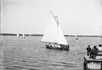Kappsegling på Östhammarsfjärden, Östhammar, Uppland 1890-tal