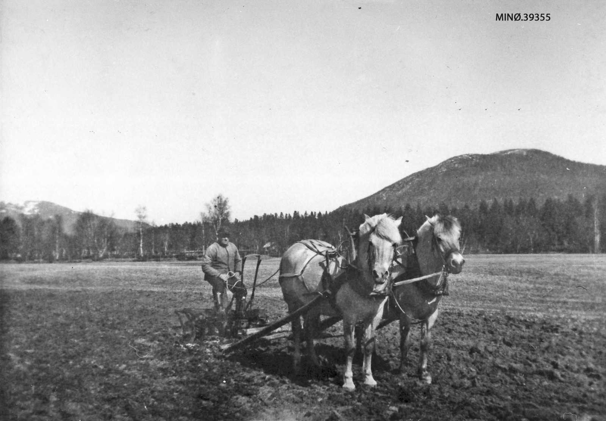 Pløying med to hester, Edvard og Blakkene