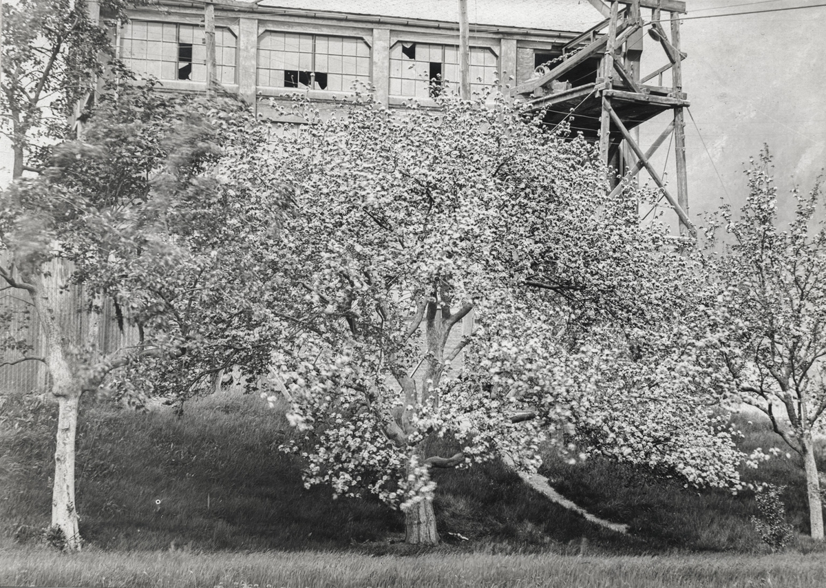 Eit gamalt frukttre på Smelteverket kring 1910.