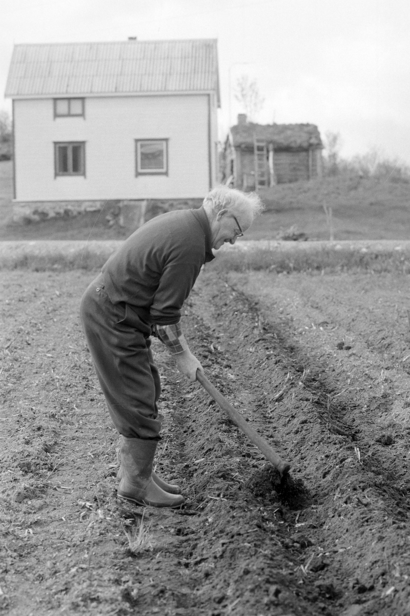 Jørgen Kristiansen med potetgrev. Hus og stabbur (?) i bakgrunnen.