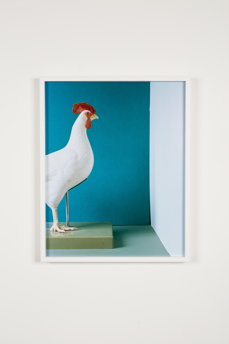 Hennes prosjekt for Urbygningen "Still Life #1- 9" er serie fargefotografier som viser ulike objekter fra virksomheten ved NMBU. Objektene er iscenesatte og bildene fremstår som fargerike, dekorative stilleben der gjenstandene inngår i et nærmest surrealistisk univers. Fotografi oppfattes av mange som å være et objektivt sannhetsvitne, men hva slags sannhet som dokumenteres her er høyst uklar. Marte Aas framhever at all forskning er en del av ulike sannhetsregimer som både kan utfordre og utslette hverandre over tid. En forskningsprosess vil alltid bære med seg subjektiv omgang med en objektiv virkelighet. Betrakteren er alltid en del av det hun betrakter. De objektene vi omgir oss med er ikke nøytrale og de forteller ofte potente historier om samtid, ideologi og politikk. Ved å isolere og tydeliggjøre noen av tingene fra NMBU i fotografier vil kanskje en ny historie om universitetet kunne leses. Hennes arbeider baserer seg snarere på et poetisk enn et positivistisk, forhold til tingene. De ni fotografiene er montert som to serier og plassert i sosiale soner foran to av byggets foredragssaler.