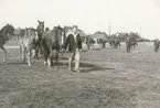 Hästpremiering i Algutsrum omkring 1935. 
Hus till höger byggt av Charles Almarsson 1882 eller 1883.