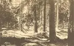 Vykort med motiv från Joelskogen.