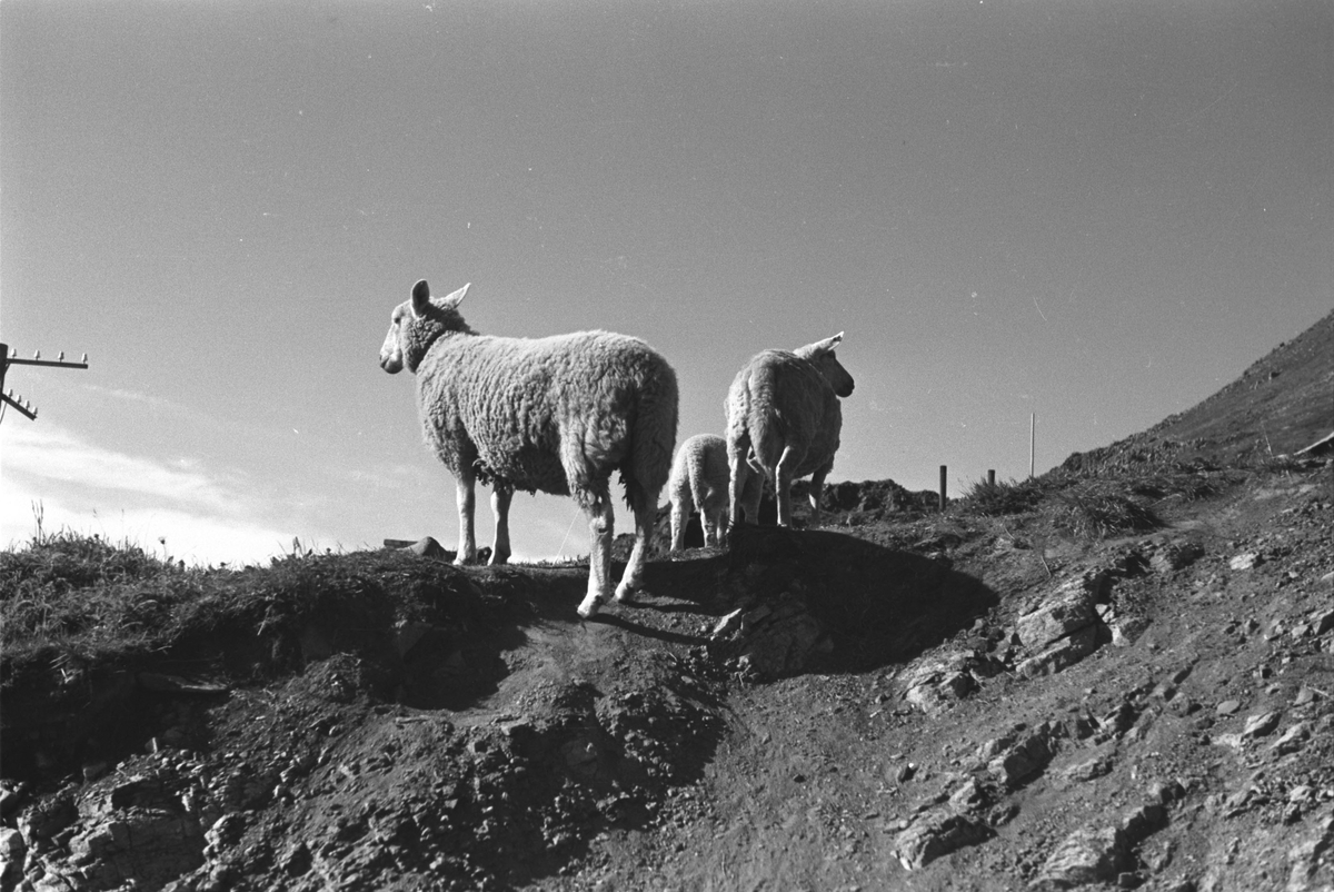 Gjenreisning. Noen sauer på beite i Honningsvåg. 1946/47.