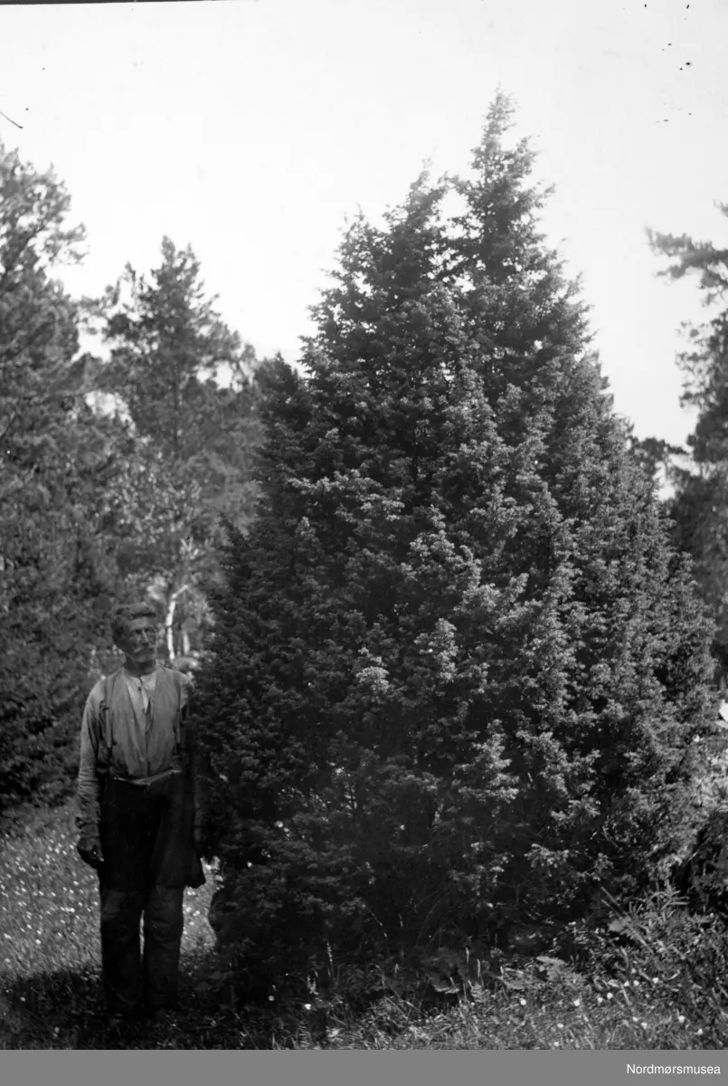 En eldre mann ved siden av en kjempestort einertre i Sunndal kommune. Bildet er ikke datert. Fra Nordmøre Museums fotosamlinger.