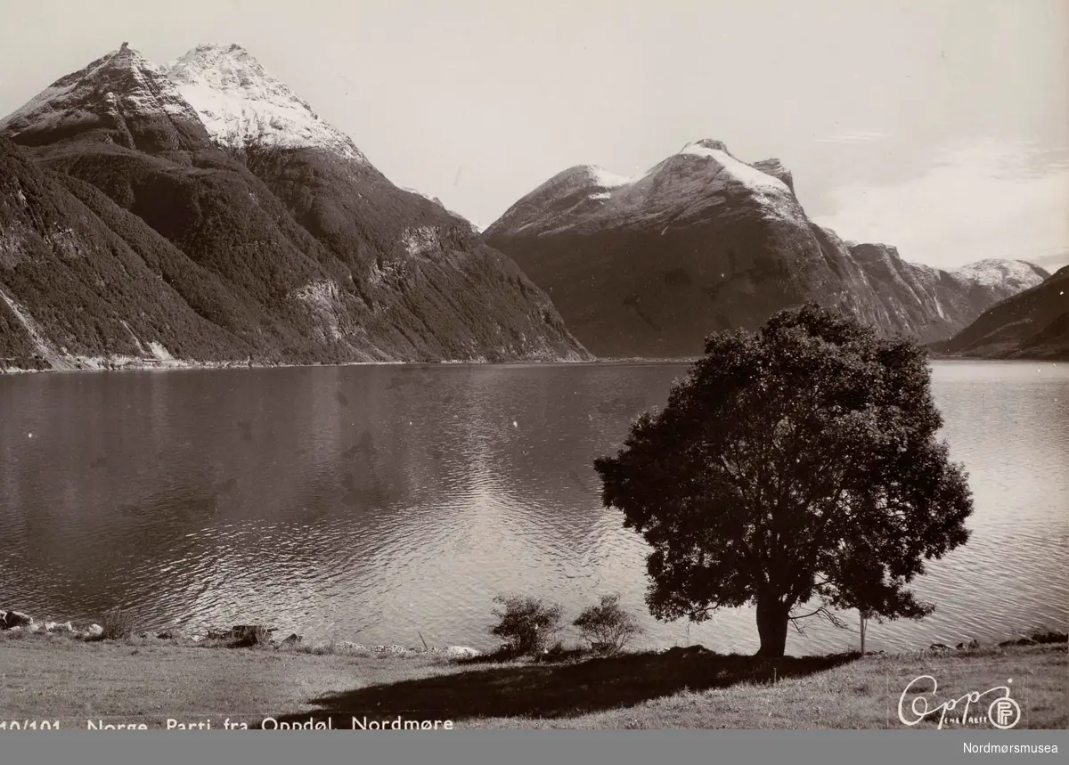 Postkort ";10/101"; fra Oppdøl i Sunndal. Motiv av et enslig tre mot fjord og fjell i bakgrunnen. Kortet er utgitt av Eberhard B. Oppi Kunstforlag A/S, Oslo. Fra Nordmøre Museums fotosamlinger. /Reg:EFR2013/
