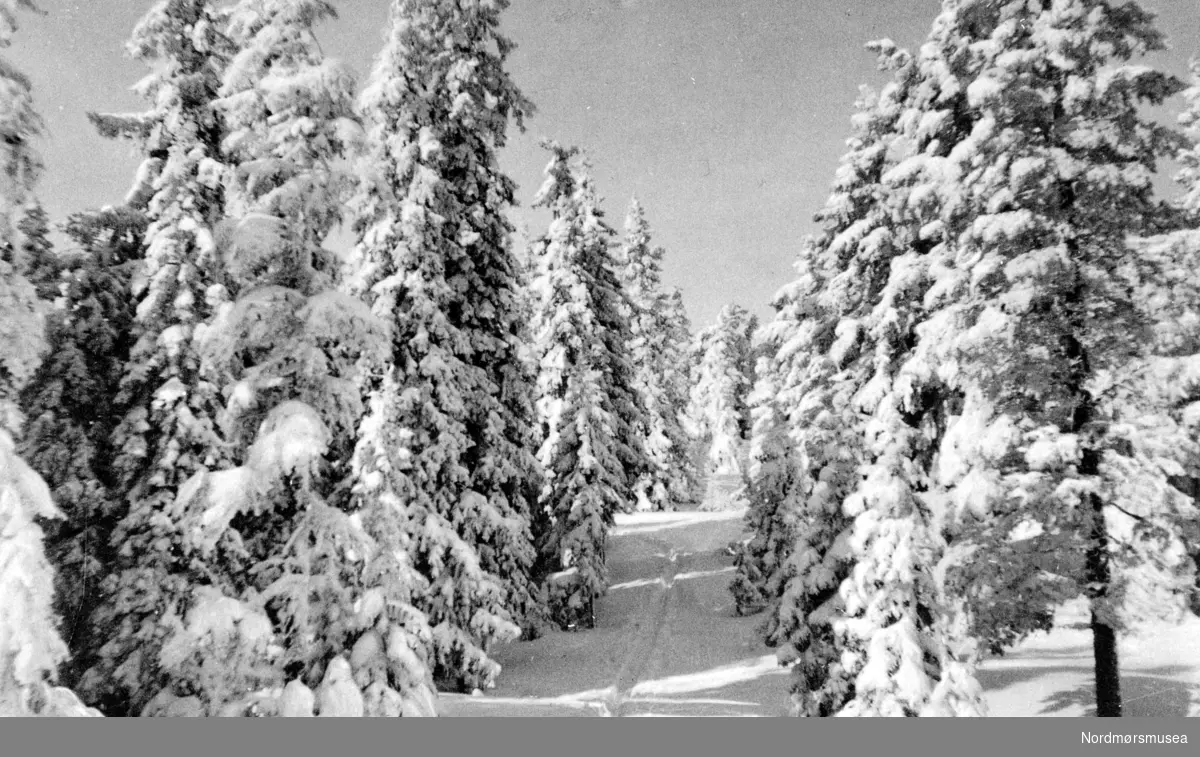 Serie. Ett av ti postkort fra en serie ved navn ";Sne over Sølv"; og ";Georg Sverdrup, Kongsberg";. Konvolutten med postkortene bærer påskriften ";Til minde om 7/2-35. Elise og Georg."; på baksiden.  Dette motivet viser en skiløype i området ved Storbakkdammen, trolig i Kongsberg kommune.  Fotograf er trolig Georg Sverdrup, og sannsynlig datering er rundt 1934/1935. Fra Nordmøre Museums fotosamlinger. /Reg:EFR2013/



