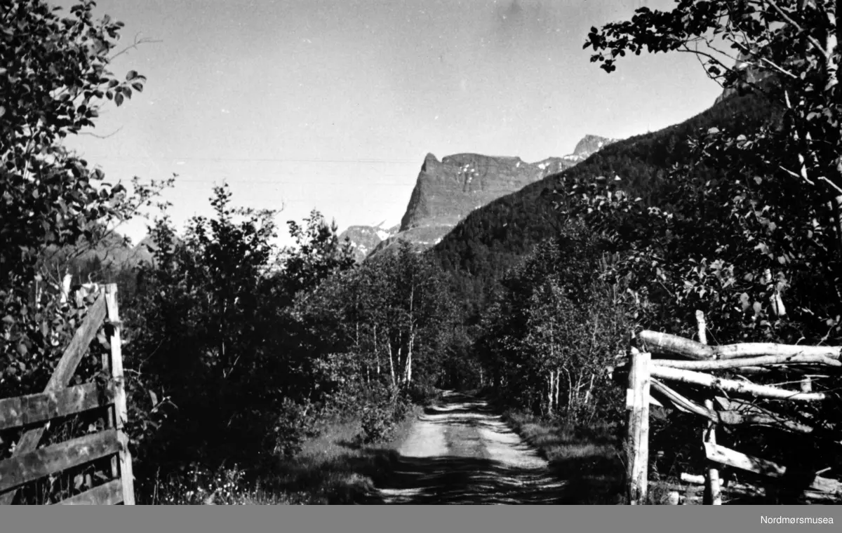 Foto fra Dalsbø, Virumdalen, ser inn mot Innerdalstårnet. Sunndal kommune. (Info fra Ole Erik Loe 2017) -  en smal landevei leder innover mot skogen og fjellene. Likeså er fotograf og datering, men fotograf kan være Georg Sverdrup og datering kan være fra perioden 1930 til 1939. Fra Nordmøre Museums fotosamlinger.