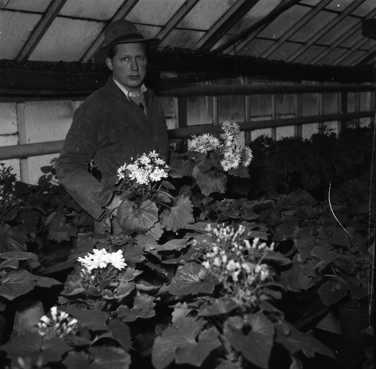 Vardens arkiv. "Besøk i Gartneriet til Dalene, Porsgrunn"  17.02.1954