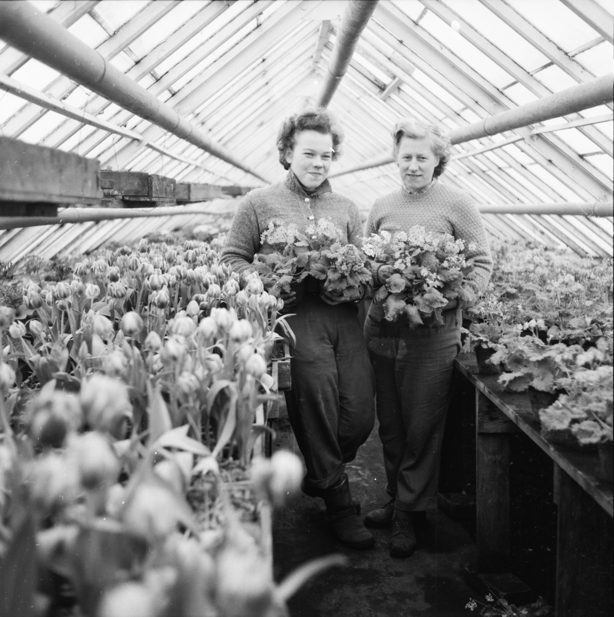 Vardens arkiv. "Besøk i Gartneriet til Dalene, Porsgrunn"  17.02.1954