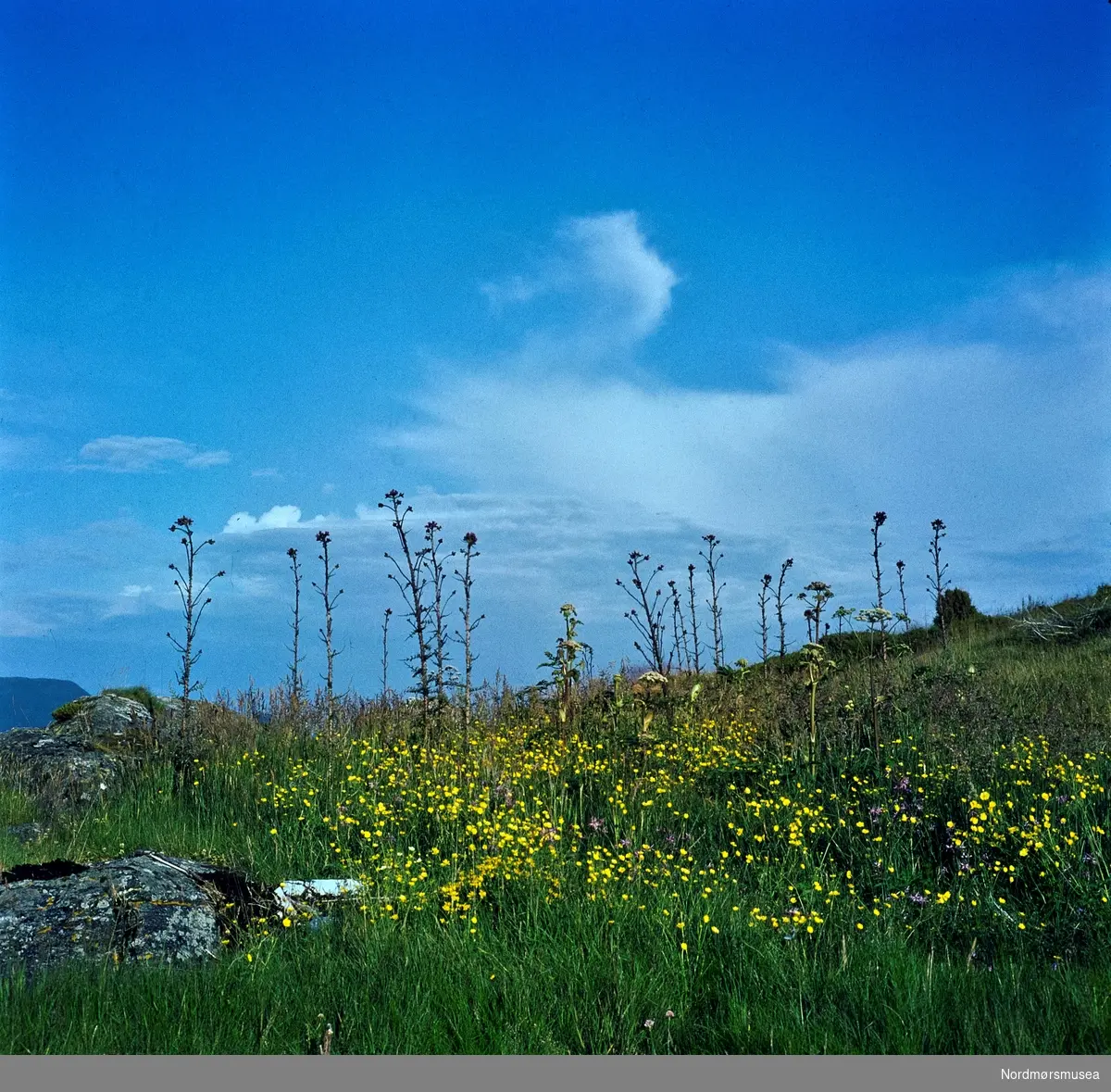 Tistler og kvann blant sommerblomster i enga.
 Portfoliodias fra fotograf Nils Willams sitt arkiv. Nordmøre Museums fotosamlinger.
