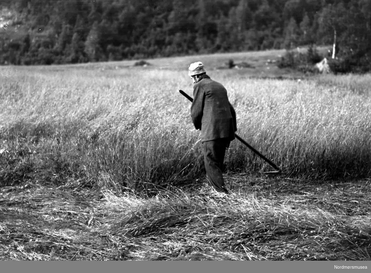 Foto fra ljåslått
i Innerdalen i Sunndal kommune. Datering er ukjent, men trolig omkring 1950 til 1960. Fra Nordmøre museums fotosamlinger.
