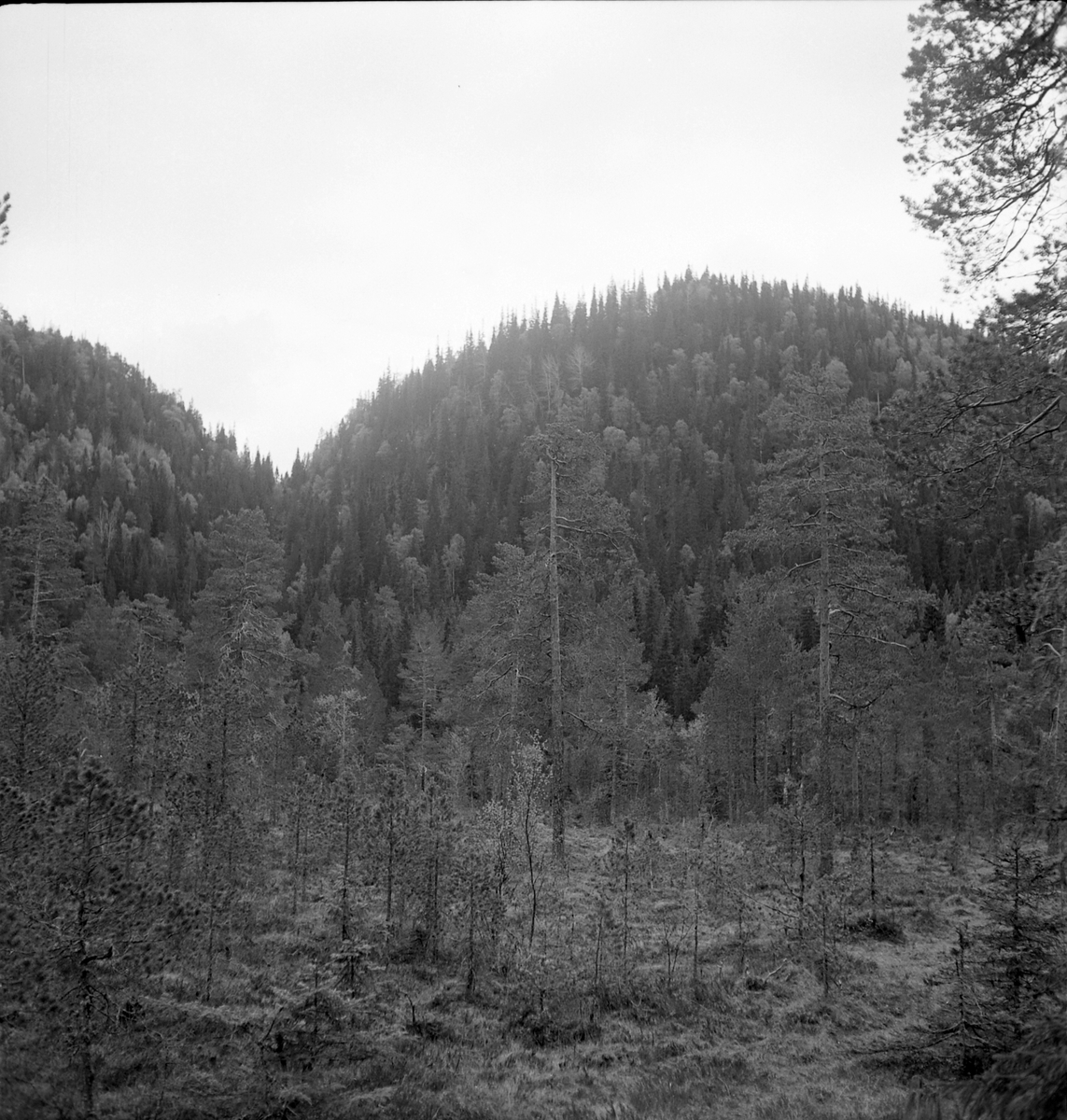 Nygårdsvollen ved Hommelvik