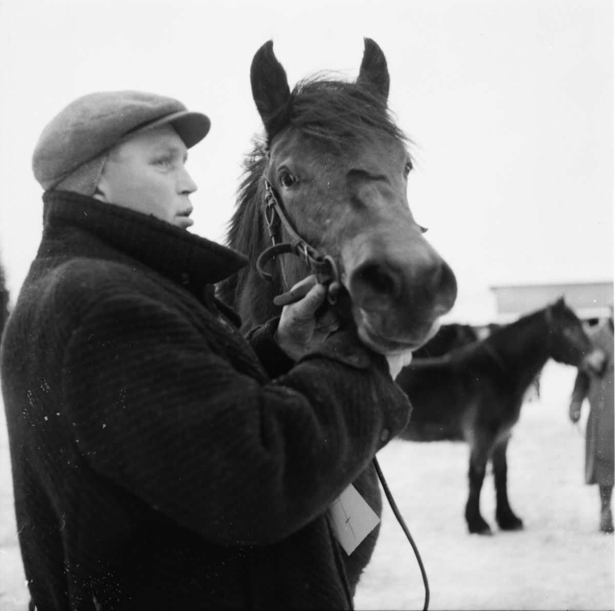 Vardens arkiv. "Hestesjå på Klosterskogen"  21.01.1954