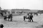 Bildsvit från Vermlandsutställningen år 1929 i Klara. Utställningsområdet sträckte sig från Våxnäsparken och bortåt nuvarande NWT-huset.