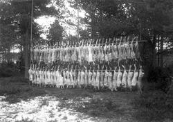 Wermlandsbankens direktör, Adolf Austrin, med sällskap har j