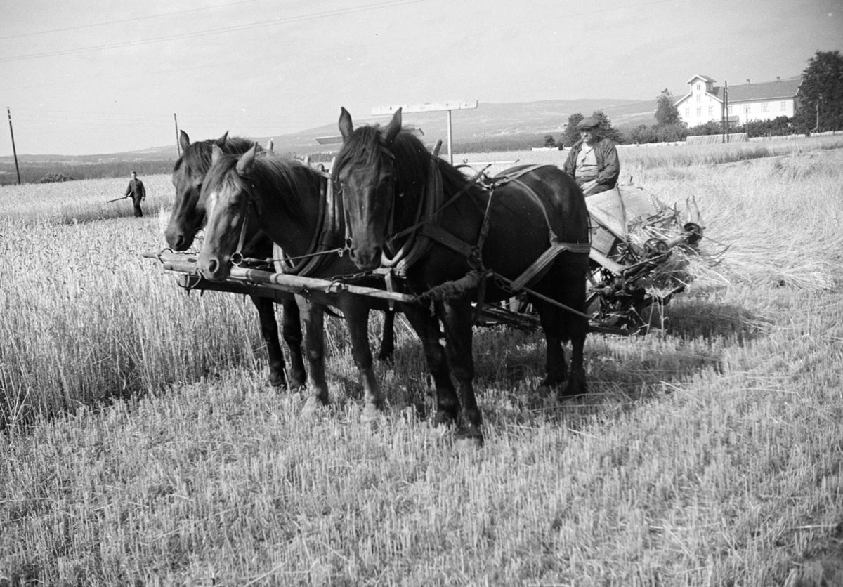Imerslund, store, Vang H. Skuronn, hester i trespann, hesteredskap, ukjent.