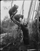 Diorama från Biologiska museets utställning om nordiskt djurliv i havs-, bergs- och skogsmiljö. Fotografi från omkring år 1900.
Biologiska museets utställning
Brunbjörn
Ursus Arctos (Linnaeus)