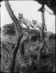 Diorama från Biologiska museets utställning om nordiskt djurliv i havs-, bergs- och skogsmiljö. Fotografi från omkring år 1900.
Biologiska museets utställning
Lodjur
Lynx Lynx (Linnaeus)
Mellanspett
Dendrocopos Medius (Linnaeus)