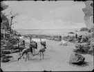 Diorama från Biologiska museets utställning om nordiskt djurliv i havs-, bergs- och skogsmiljö. Fotografi från omkring år 1900.
Biologiska museets utställning
Trana
Grus Grus (Linnaeus)
Sångsvan
Cygnus Cygnus (Linnaeus)
Korp
Corvus Corax (Linnaeus)
