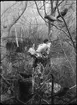 Diorama från Biologiska museets utställning om nordiskt djurliv i havs-, bergs- och skogsmiljö. Fotografi från omkring år 1900.
Biologiska museets utställning
Korp
Corvus Corax (Linnaeus)