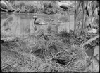 Diorama från Biologiska museets utställning om nordiskt djurliv i havs-, bergs- och skogsmiljö. Fotografi från omkring år 1900.
Biologiska museets utställning
Vadarfågel
Snäppa
Dubbelbeckasin
Gallinago Media (John Latham)