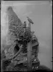 Diorama från Biologiska museets utställning om nordiskt djurliv i havs-, bergs- och skogsmiljö. Fotografi från omkring år 1900.
Biologiska museets utställning 
Havsörn
Haliaeetus albicilla (Linnaeus)