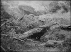 Diorama från Biologiska museets utställning om nordiskt djurliv i havs-, bergs- och skogsmiljö. Fotografi från omkring år 1900.
Biologiska museets utställning
Grävling
Meles Meles (Linnaeus)