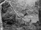 Diorama från Biologiska museets utställning om nordiskt djurliv i havs-, bergs- och skogsmiljö. Fotografi från omkring år 1900.
Biologiska museets utställning
Hjortdjur
Rådjur
Kid
Capreolus Capreolus (Linnaeus)