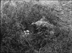 Diorama från Biologiska museets utställning om nordiskt djurliv i havs-, bergs- och skogsmiljö. Fotografi från omkring år 1900.
Biologiska museets utställning