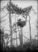 Diorama från Biologiska museets utställning om nordiskt djurliv i havs-, bergs- och skogsmiljö. Fotografi från omkring år 1900.
Biologiska museets utställning