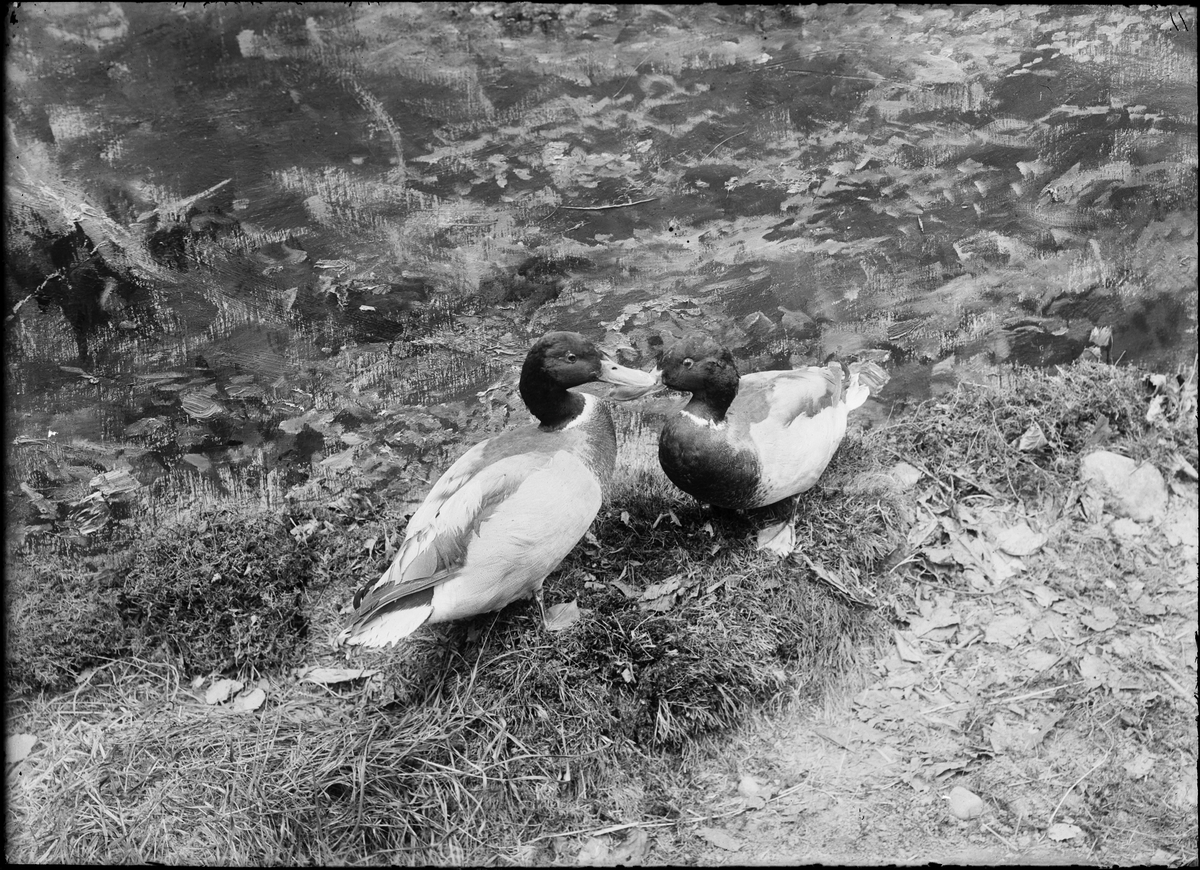 Diorama från Biologiska museets utställning om nordiskt djurliv i havs-, bergs- och skogsmiljö. Fotografi från omkring år 1900.
Biologiska museets utställning