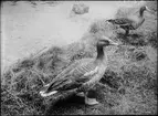 Diorama från Biologiska museets utställning om nordiskt djurliv i havs-, bergs- och skogsmiljö. Fotografi från omkring år 1900.
Biologiska museets utställning