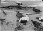 Diorama från Biologiska museets utställning om nordiskt djurliv i havs-, bergs- och skogsmiljö. Fotografi från omkring år 1900.
Biologiska museets utställning
Ejder
Somateria Mollissima (Linnaeus)