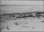 Diorama från Biologiska museets utställning om nordiskt djurliv i havs-, bergs- och skogsmiljö. Fotografi från omkring år 1900.
Biologiska museets utställning