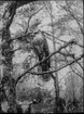 Diorama från Biologiska museets utställning om nordiskt djurliv i havs-, bergs- och skogsmiljö. Fotografi från omkring år 1900.
Biologiska museets utställning