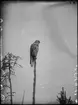 Diorama från Biologiska museets utställning om nordiskt djurliv i havs-, bergs- och skogsmiljö. Fotografi från omkring år 1900.
Biologiska museets utställning