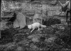 Diorama från Biologiska museets utställning om nordiskt djurliv i havs-, bergs- och skogsmiljö. Fotografi från omkring år 1900.
Biologiska museets utställning
Räv
Fjällräv
Vulpes Lagopus (Linnaeus)
Vinterpäls