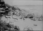 Diorama från Biologiska museets utställning om nordiskt djurliv i havs-, bergs- och skogsmiljö. Fotografi från omkring år 1900.
Biologiska museets utställning
Trana
Grus Grus (Linnaeus)