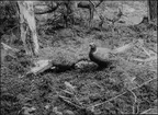 Diorama från Biologiska museets utställning om nordiskt djurliv i havs-, bergs- och skogsmiljö. Fotografi från omkring år 1900.
Biologiska museets utställning
Fasan
Phasianus Colchicus (Linnaeus)
Rådjur
Capreolus Capreolus (Linnaeus)