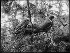 Diorama från Biologiska museets utställning om nordiskt djurliv i havs-, bergs- och skogsmiljö. Fotografi från omkring år 1900.
Biologiska museets utställning
Duva
Ringduva
Columba Palumbus (Linnaeus)