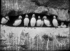 Diorama från Biologiska museets utställning om nordiskt djurliv i havs-, bergs- och skogsmiljö. Fotografi från omkring år 1900.
Biologiska museets utställning
Lunnefågel
Fratercula Arctica (Linnaeus)